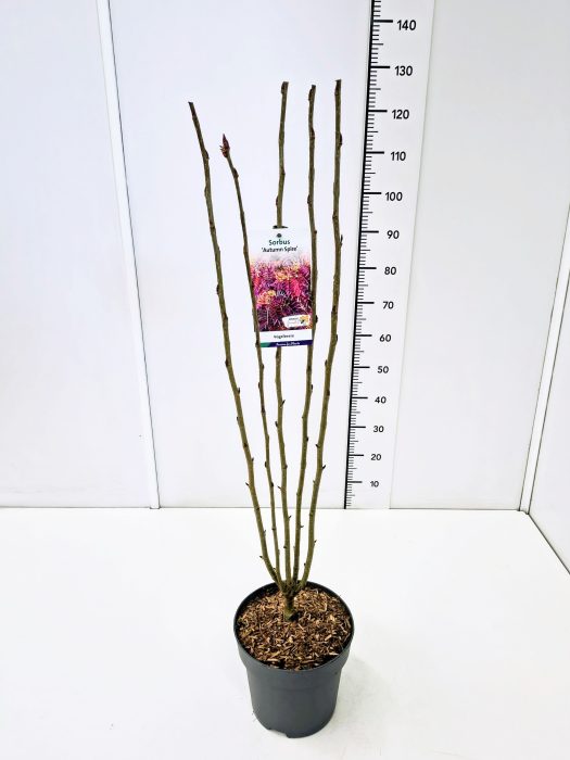 Sorbus 'Autumn Spire' 60-80C7, D 25