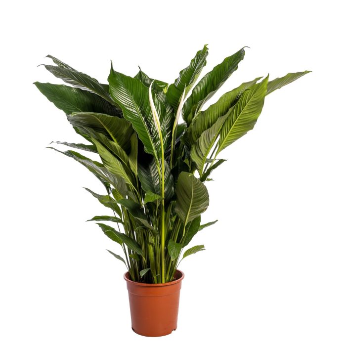 Spathiphyllum 'Sweet Sebastiano' blanco, D 24