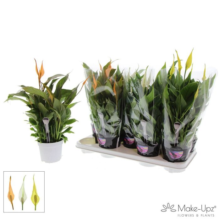 Spathiphyllum 13 cm Bellini Make Upz - Paasmix, D 13