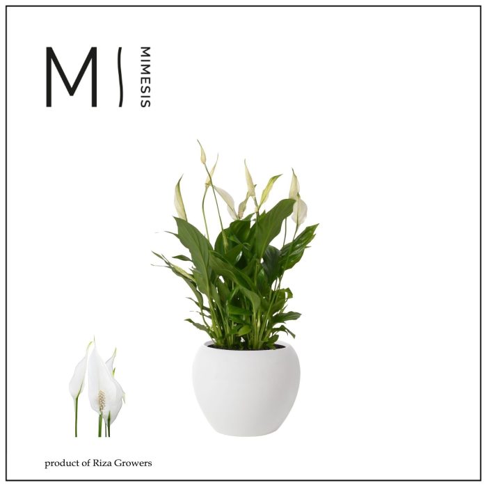 Spathiphyllum Bellini - 13 cm in Bolpot Wit, D 13