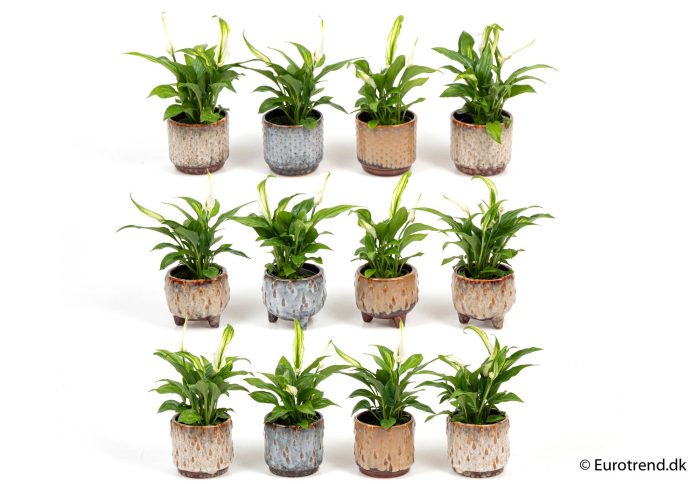 Spathiphyllum in ceramic - New Look 2025, D 6