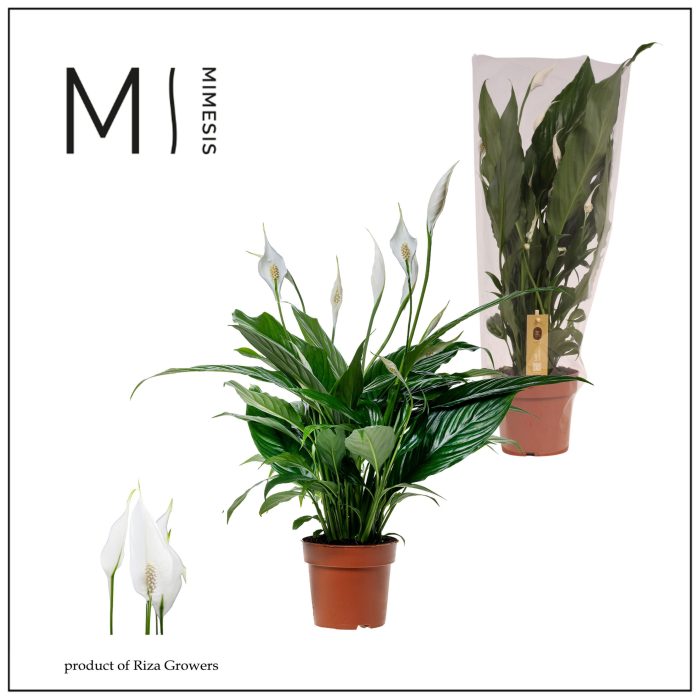 Spathiphyllum Sweet Benito - 13 cm, D 13