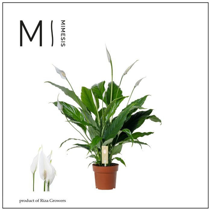 Spathiphyllum Sweet Chico - 13 cm, D 13
