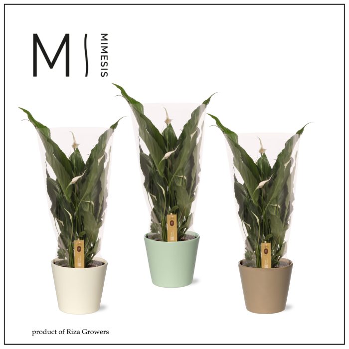 Spathiphyllum Sweet Chico - 13cm in Amanda | Mimesis, D 13