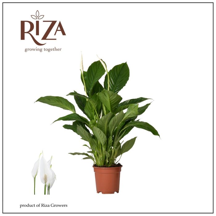 Spathiphyllum Vivaldi - 17 cm, D 17