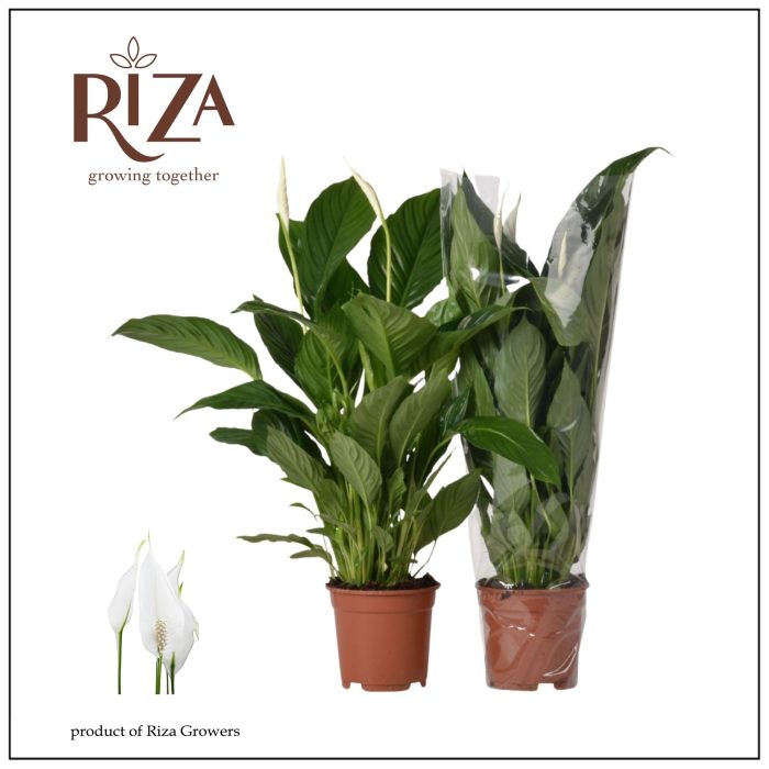 Spathiphyllum Vivaldi - 17 cm, D 17