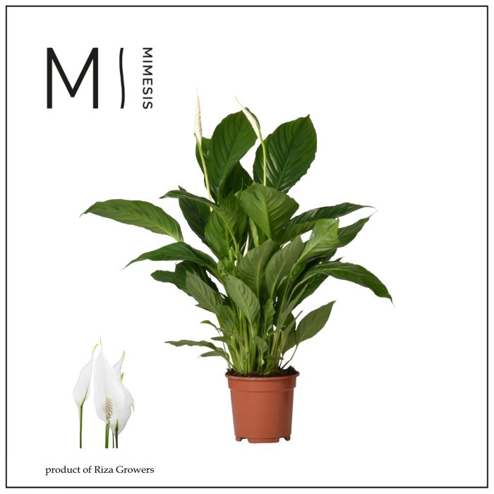 Spathiphyllum Vivaldi - 17cm | Mimesis, D 17