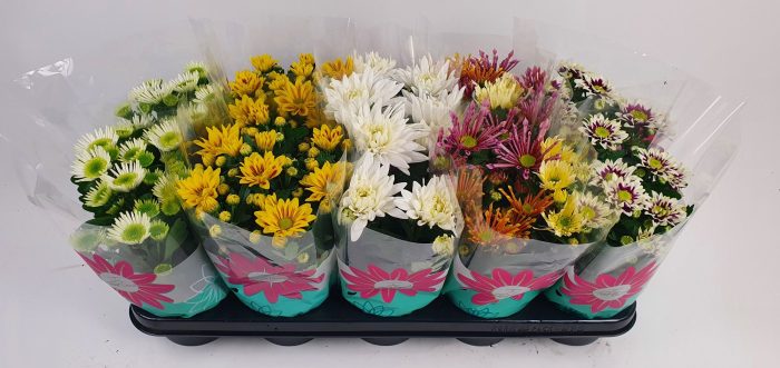 Specials gemengd 12 cm, D 12