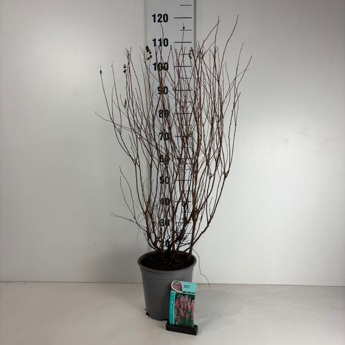 Spiraea billardii, D 24