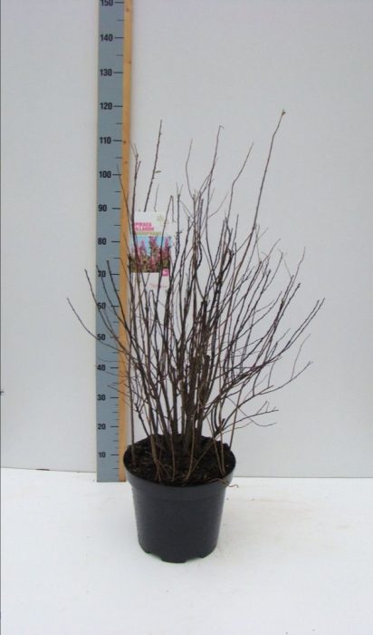 Spiraea billardii _'Triumphans' C 12, D 30