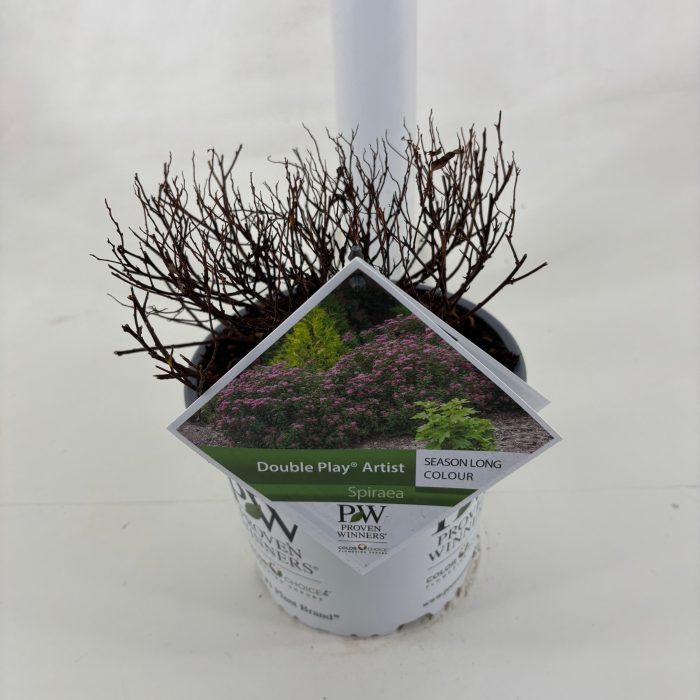 Spiraea Double Play ® Artist, D 19