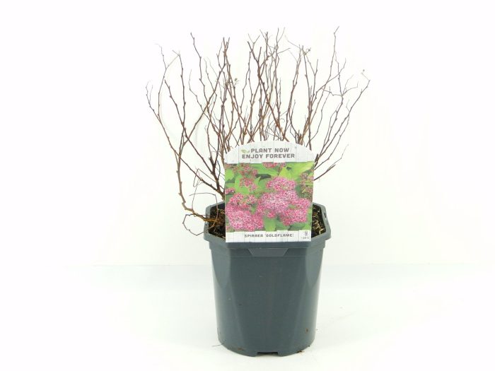 Spiraea jap. Goldflame, D 17