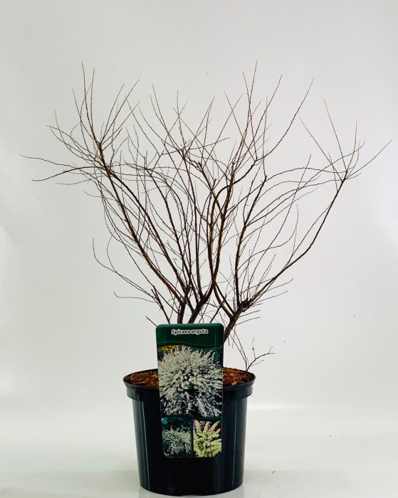 Spiraea x arguta, D 23