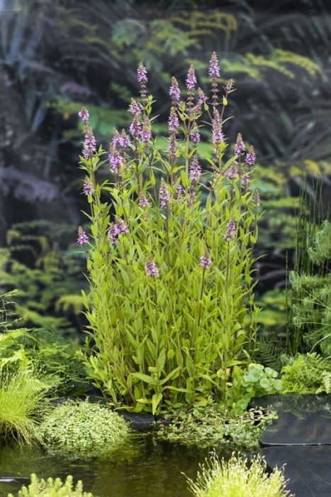 Stachys palustris, D 9