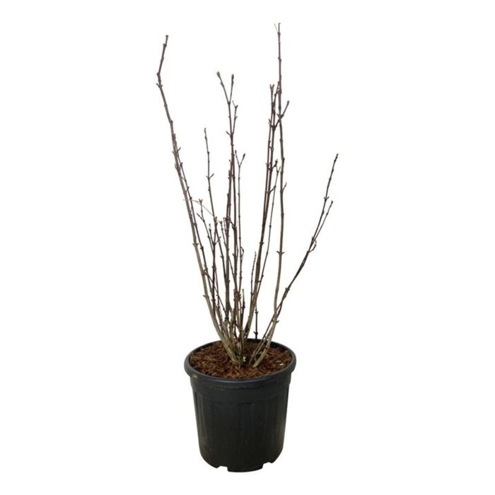 Staphylea colchica, D 40