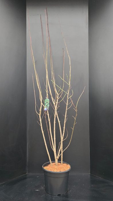 Staphylea colchica, D 34