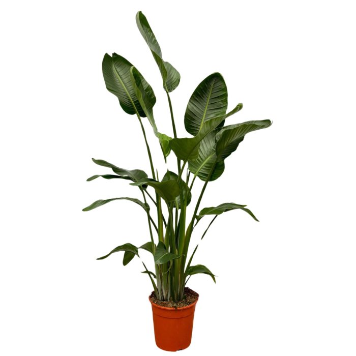 Strelitzia Nicolai, D 27