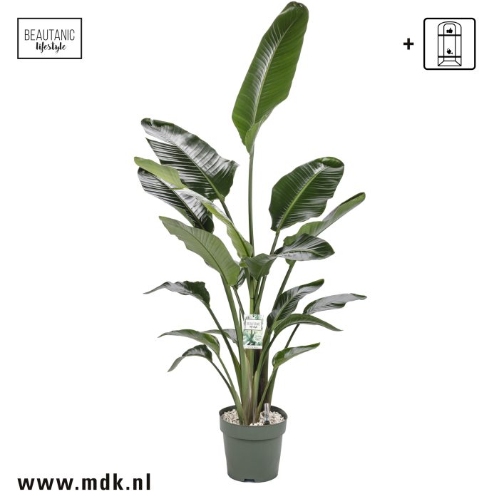 Strelitzia Nicolai, D 27
