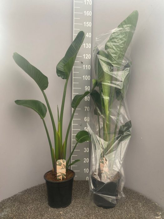 Strelitzia Nicolai 1pp, D 24