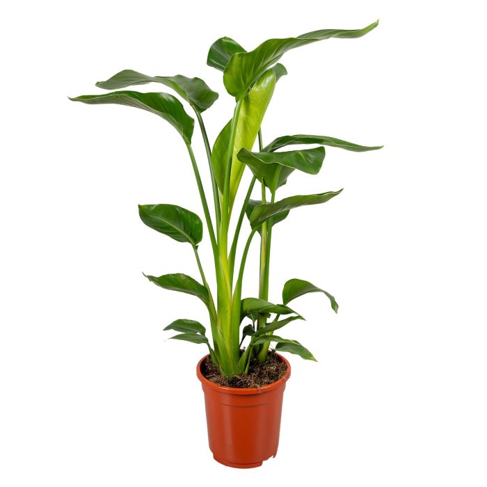 Strelitzia Nicolai 3 stek 70-80cm, D 17