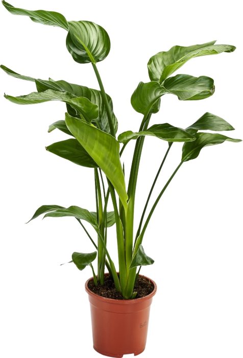 Strelitzia Nicolai 3 stek 80-90cm, D 17