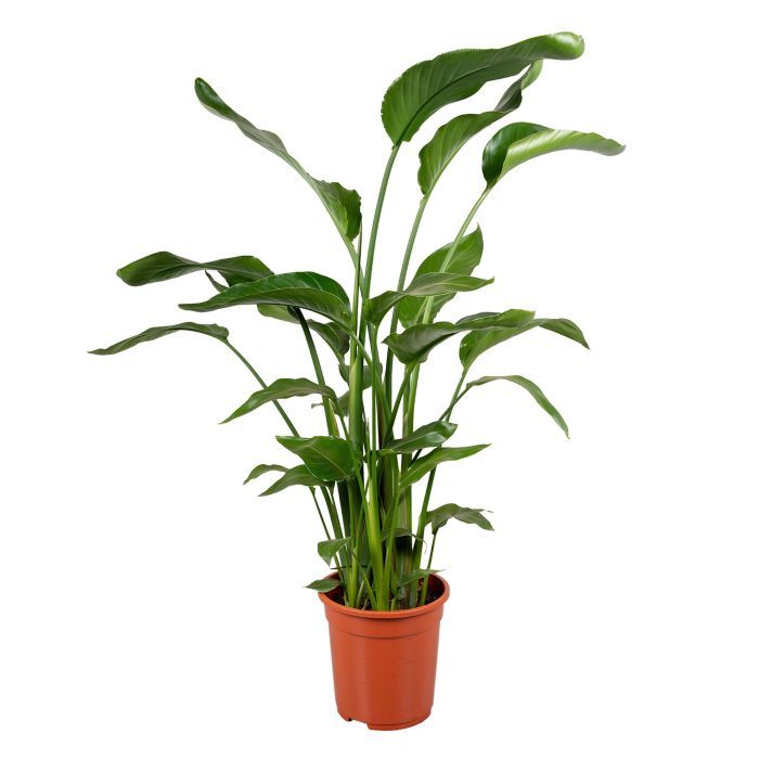 Strelitzia nicolai 4 stek 120-140cm, D 21
