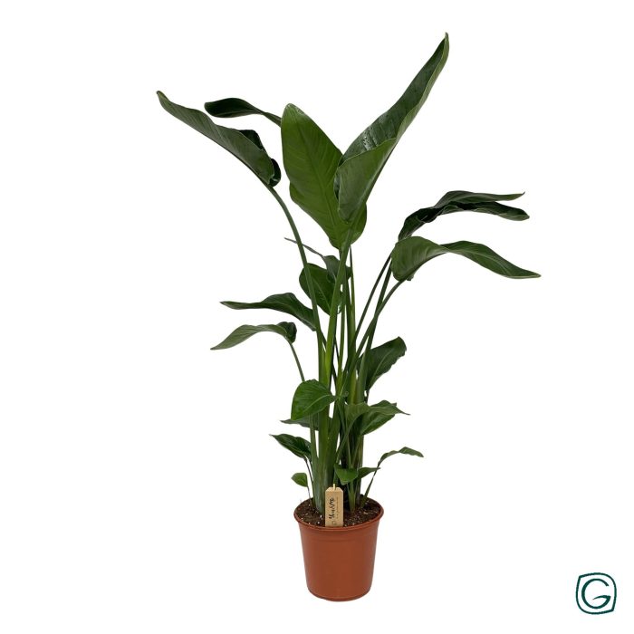 Strelitzia nicolai p24, D 24