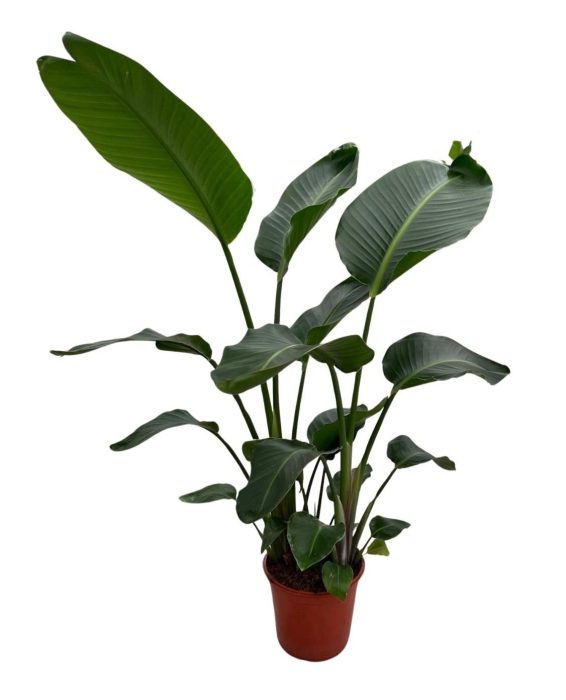 Strelitzia Nicolai p24, D 24