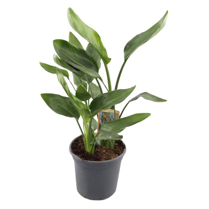 Strelitzia Reginae, D 20