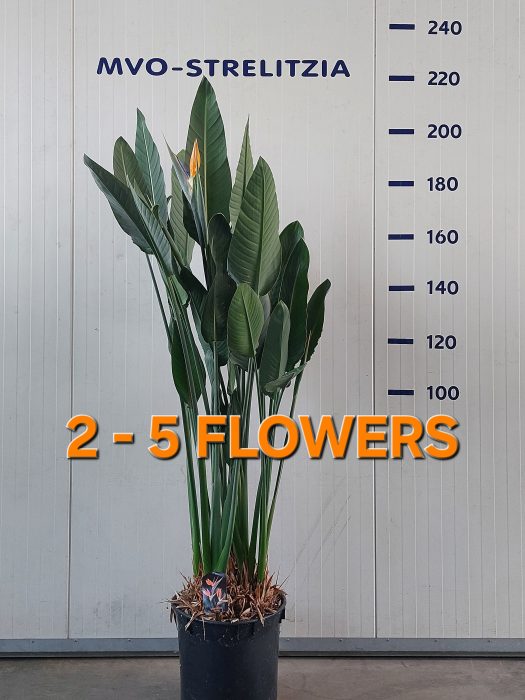 Strelitzia reginae 180+ 2-5 bloem/knop standaard, D 40