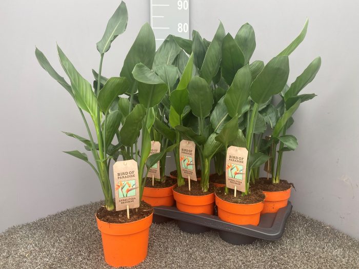 Strelitzia reginae p17, D 17