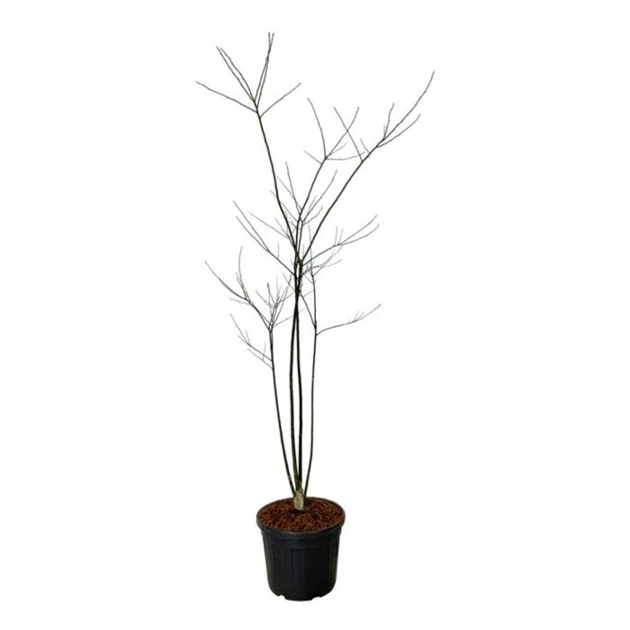 Styphnolobium japonicum, D 50