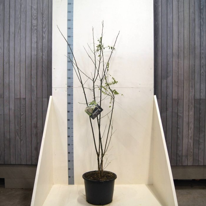 Styphnolobium japonicum, D 40