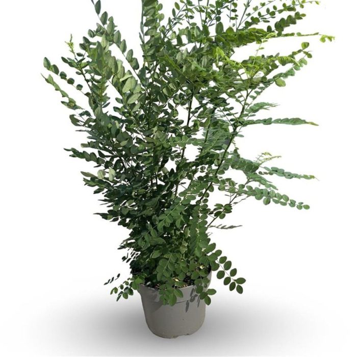 Styphnolobium japonicum, D 32