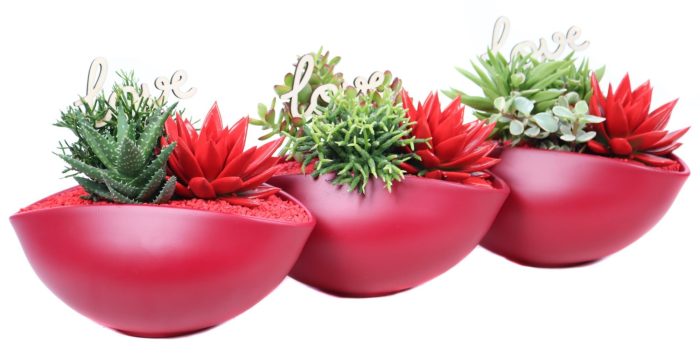 Suc 10,5 en 8,5 cm en geverfd echeveria 8,5 cm in rode ovalescha, D 26