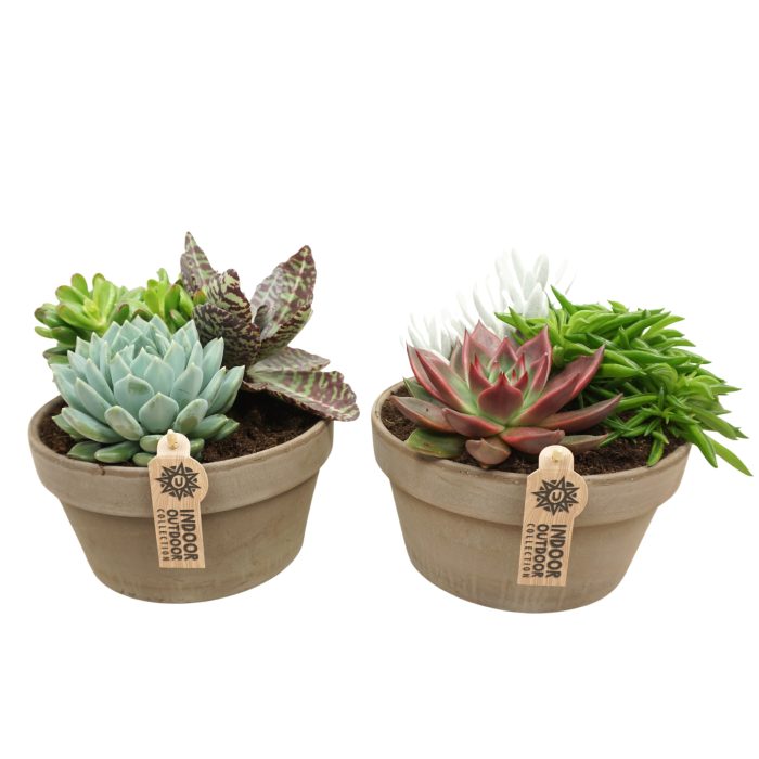 Succulent arrangement in 20 cm 'Grijze Schaal', D 20