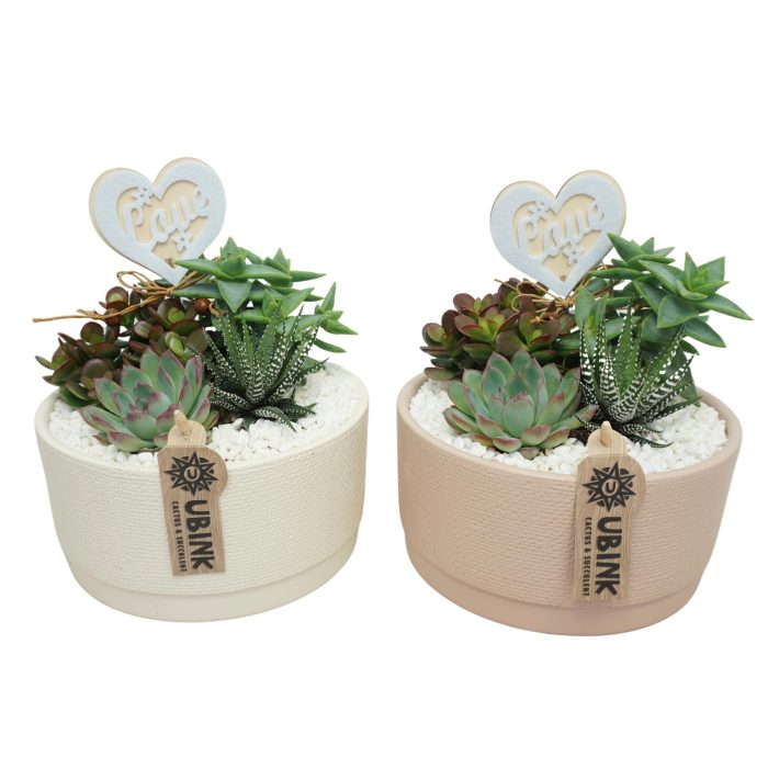 Succulent beplant in 19 cm 'Valentijn Schaal' met Hart, D 19