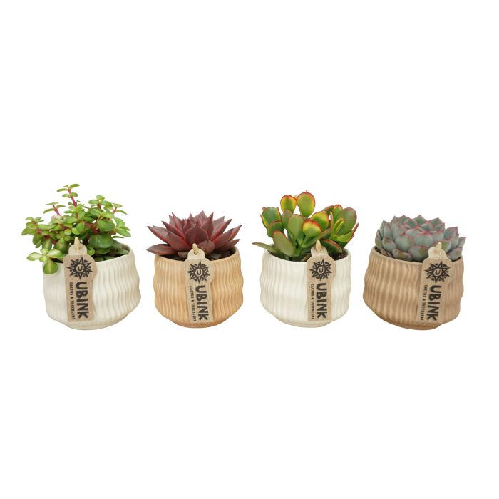 Succulent mix in 10 cm 'Es Vedra' keramiek, D 8,5