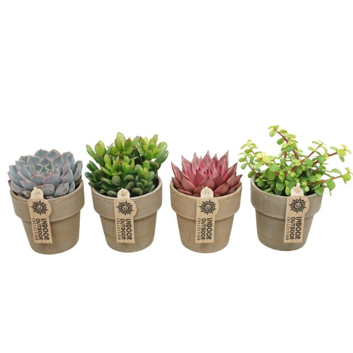 Succulent mix in 10 cm 'Grijze Kraagpot', D 8,5