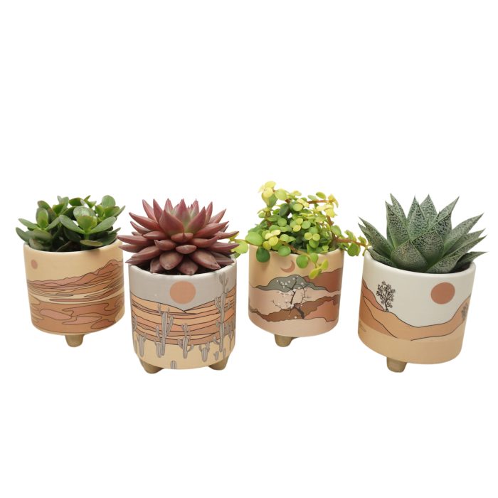Succulent mix in 10 cm 'Palm Mar' sierpot, D 8,5