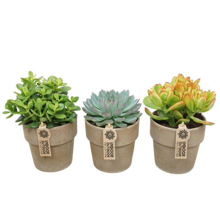 Succulent mix in 13 cm 'Grijze Kraagpot', D 12