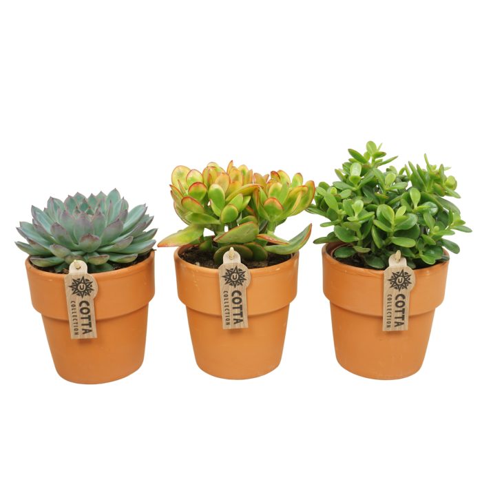 Succulent mix in 13 cm 'Terracotta Kraagpot', D 12