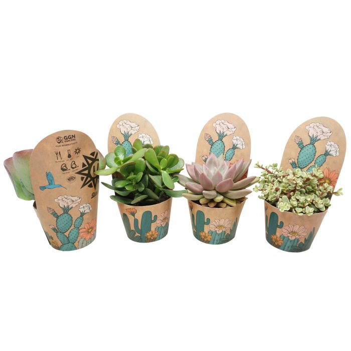 Succulenten mix 10,5 cm in Ubink potcover, D 10,5