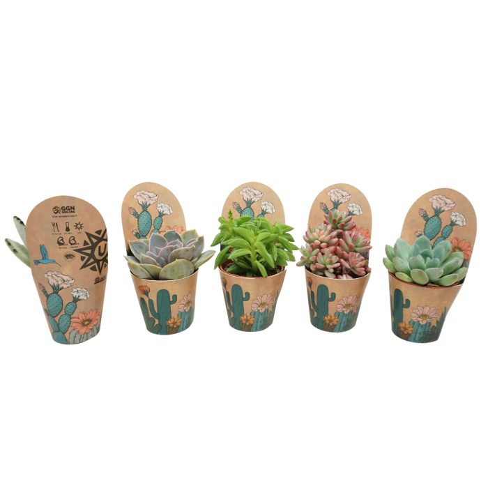 Succulenten mix 5,5 cm in Ubink potcover, D 5,5