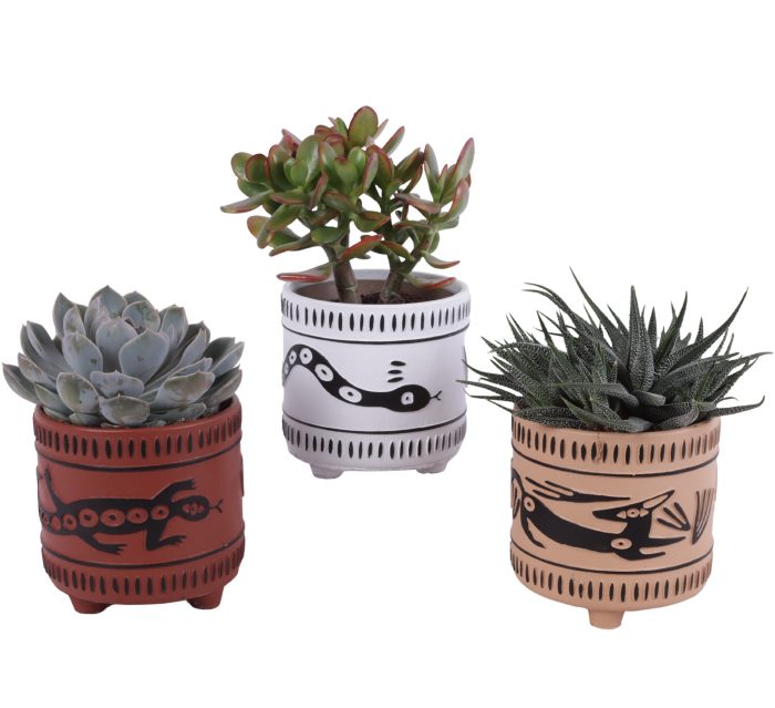 Succulenten mix Ø12cm in Ø14cm Ceramic EV664, D 14