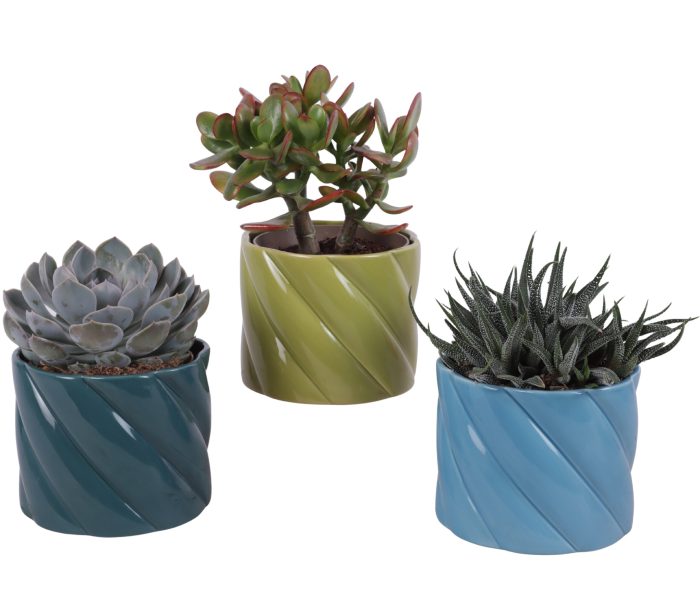 Succulenten mix Ø12cm in Ø14cm Ceramic FB674, D 14