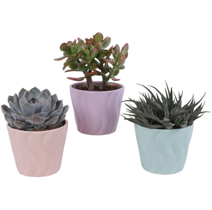 Succulenten mix Ø12cm in Ø14cm Ceramic SE662, D 14
