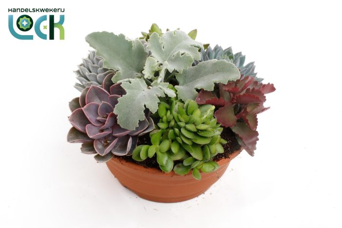 succulenten voorjaarsmix in schaal, D 20
