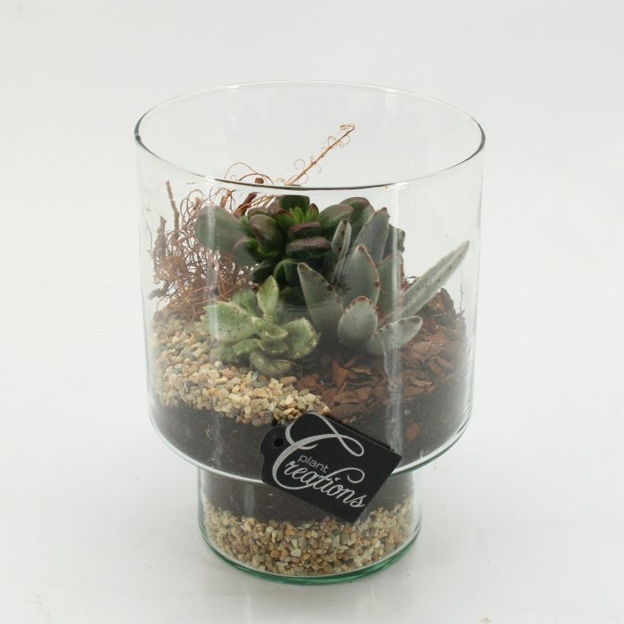 SUCR-2601 Succulent Essentials, D 15