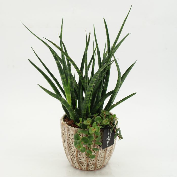 SUCR-2613 Succulent Essentials, D 14